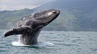 Private Tour: Whale Watching in Punta Mita 