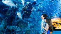 Aquário e Zoológico Subaquático de Dubai Aquário e Zoológico Subaquático de Dubai