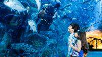 Dubai Aquarium and Underwater Zoo - Explorer Package