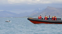 Observation des baleines à partir de Akureyri