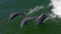 Egmont Key Island Snorkeling Adventure and Wild Dolphin Cruise