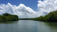 Mangrove Kayak Tour and Cayo Levantado Beach Experience from Punta Cana