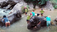 Full-Day Visit to Kalaw Elephant Sanctuary in Myanmar