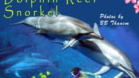 Wild Dolphin - Reefs -Sea Caves -Kealakekua Bay Snorkel