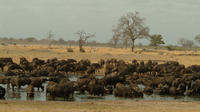 Full-Day Hwange National Park Tour from Victoria Falls