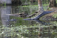 Tour en bateau en petit groupe des marais et du Pays Cajun DEPUIS la Nouvelle-Orléans