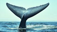 3-Day Chilean Experience Including Whale Watching from Valparaiso