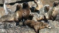 Jervis Bay Seal and Seacliffs Cruise