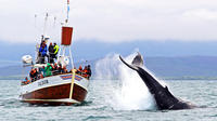 Traditional Whale Watching Tour from Húsavík