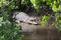 Whitsunday Crocodile Safari including Lunch