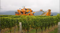 Full-Day Wine Gourmet and Scenic Delight Tour from Picton