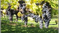 Shore Excursion: Short Tour of Picton and Blenheim Wine Regions