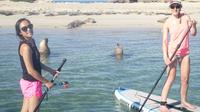 Stand Up Paddleboarding Seal Spotting Adventure from Shoalwater