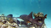 Shark and Stingray Snorkel Tour in Punta Cana