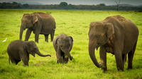 Udawalawe-Safari: Privater Tagesausflug von Bentota und Kalutara Udawalawe-Safari: Privater Tagesausflug von Bentota und Kalutara
