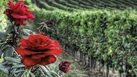 Private Tour to Siena and Montalcino from Florence