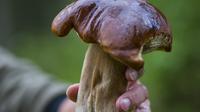 2-Day Farm Experience with Mushroom Picking in Ramnas