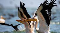 Full-Day Danube Delta Private Tour from Bucharest