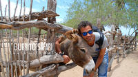 Hiking Tour in the Baja Peninsula with a Donkey