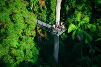 Mount Tamborine Day Trip from the Gold Coast Including Skywalk