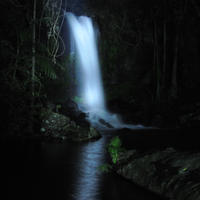 Mt Tamborine National Park 4WD Nocturnal Rainforest and Glow Worm Tour