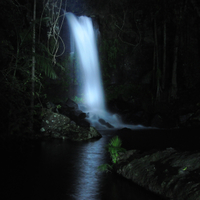 Visite nocturne des vers luisants et de la forêt tropicale du parc national du Mont Tamborine en 4 x 4