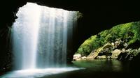 World Heritage Springbrook National Park Tour Including Natural Bridge