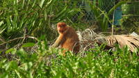 Proboscis Monkey River Safari