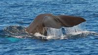 Observação de baleias e golfinhos ou nado entre golfinhos em Madeira Observação de baleias e golfinhos ou nado entre golfinhos em Madeira