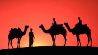 Sunset Camel Ride in the Palm Grove of Marrakech