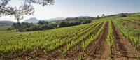 Private Provençal Wine-Tasting Tour with Picnic Lunch from Cannes