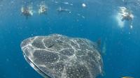 Whale Shark Snorkeling Safari in Isla Contoy with Lunch