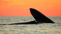 Whale Watching Sunset Concert in Los Cabos