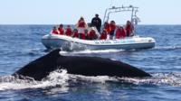 Zodiac Whale Watching Adventure in Los Cabos