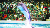 2-Day Afternoon Desert Safari, Dubai Dolphinarium and Half-Day City Tour From Dubai 
