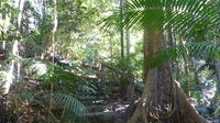 Kuranda Guided Interpretive Rainforest Walk Including Refreshments