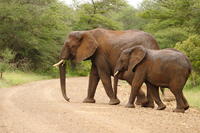 4-Day Kruger National Park Safari Adventure 