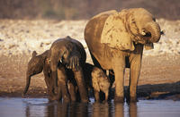 4-Day Namibia Etosha Safari from Windhoek or Swakopmund