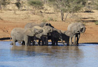 Addo Elephant National Park Day Trip from Port Elizabeth 