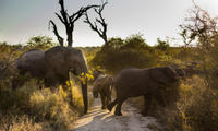 Big Five Afternoon Game Drive in Kruger National Park