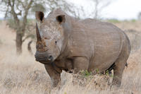 Excursão de safári de 4 dias pelo parque nacional de Kruger saindo de Joanesburgo: rota panorâmica e reservas de caça Excursão de safári de 4 dias pelo parque nacional de Kruger saindo de Joanesburgo: rota panorâmica e reservas de caça