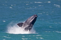 Excursion d'Une journée verser l'observation des baleines au départ du Cap