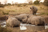 Full-Day Big Five Game Drive in Kruger National Park