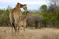 Kruger National Park Morning Game Drive