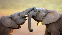 Port Elizabeth Shore Excursion: Addo Elephant National Park Tour