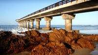 Port Elizabeth Shore Excursion: Half Day City Tour including SAMREC