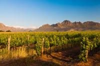 Tour des vignobles de Stellenbosch le Cap DEPUIS