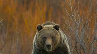 Full Day Grand Teton Wildlife Program