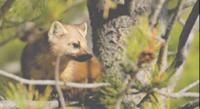 Grand Teton National Park Half Day Sunset Tour