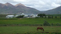 Icelandic Horse Riding